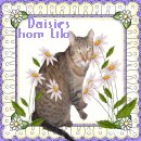 daisies & another kitty!