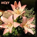 pretty in pink lily!