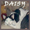 Karenality's Daisy