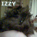 Karenality's Izzy aka Isabelle the guinea pig