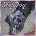 Lisa's MopDog