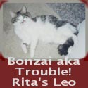 Rita's Bonzai