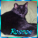 Lisa's Roscoe