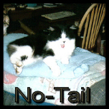 No-Tail
