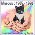 Dianne's Marcos